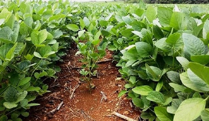 Cadastro de área plantada com soja é segurança para o produtor