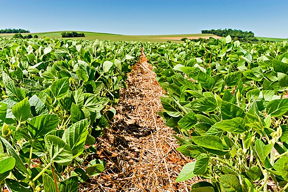 Com 100 milhões de hectares de terras agriculturáveis e 4,5 milhões de sem-terra, Brasil estuda formas de atrair mais investidores estrangeiros, sob o risco de encarecer os alimentos - R Rufino/Embrapa