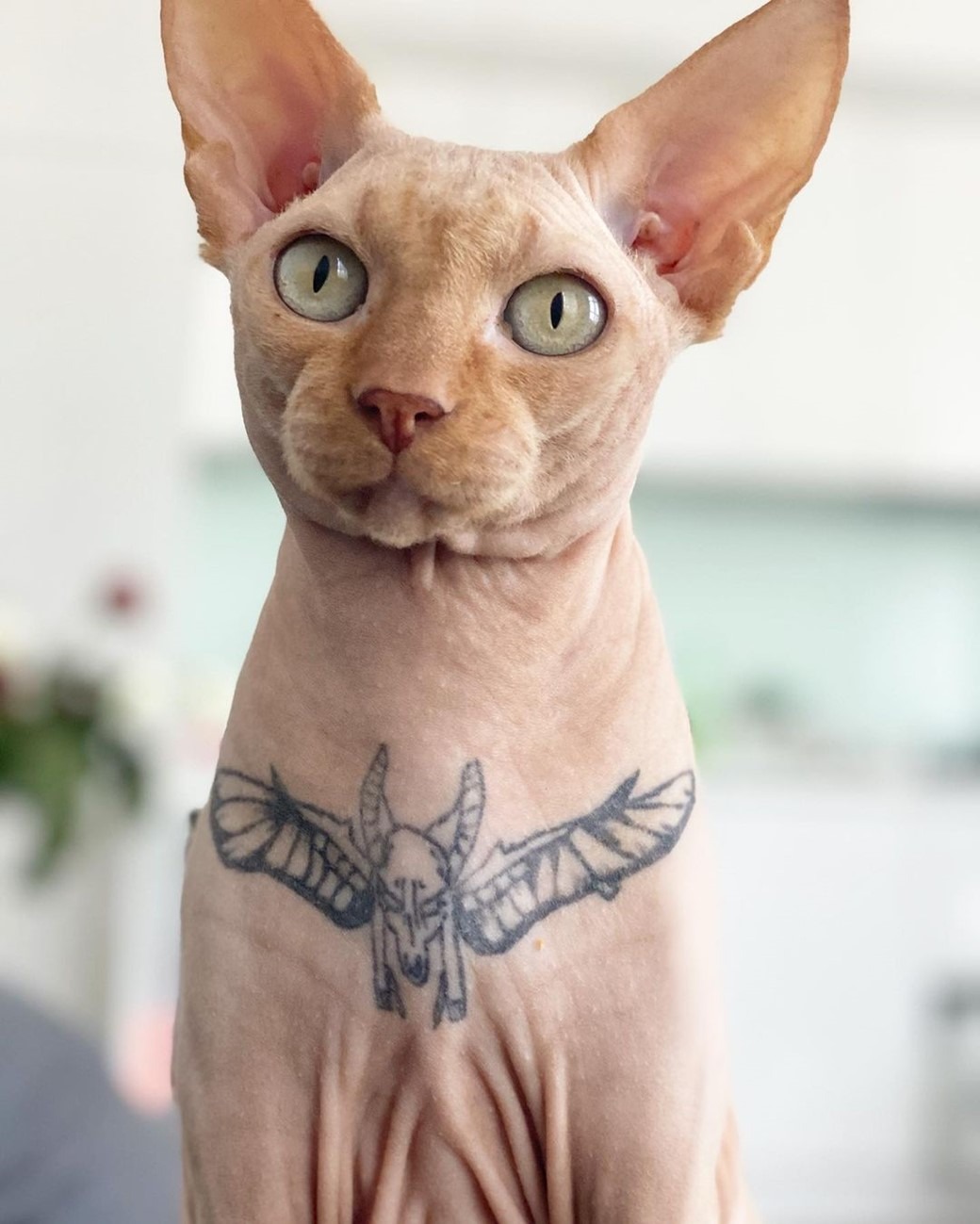 Modelo Publica Fotos De Seu Gato Tatuado E Provoca Ira Da Internet