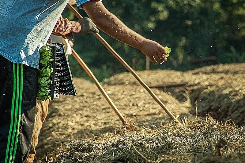 Típica de pequenos proprietários rurais, agricultura familiar caracteriza-se por ter mão de obra do próprio núcleo familiar / Jefferson De Paula Dias Filho