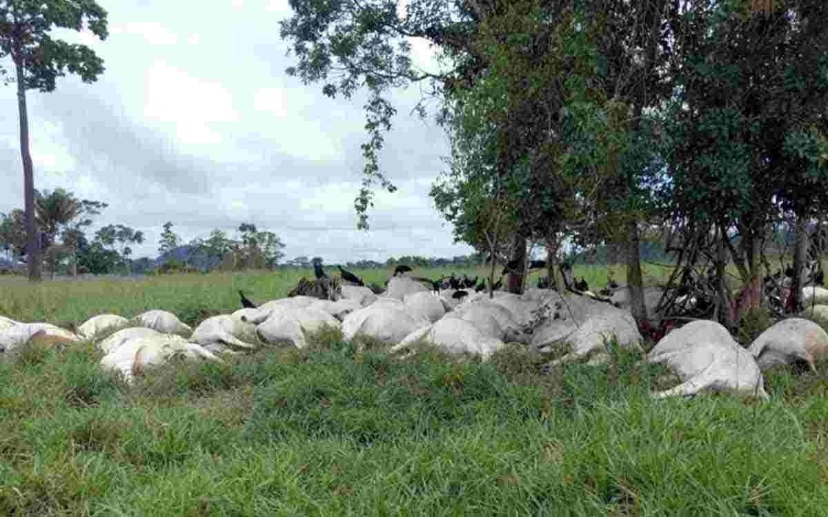 A maior morte coletiva de gado atingido por raio foi em Cacoal (RO). (Foto: ELAT/INPE)