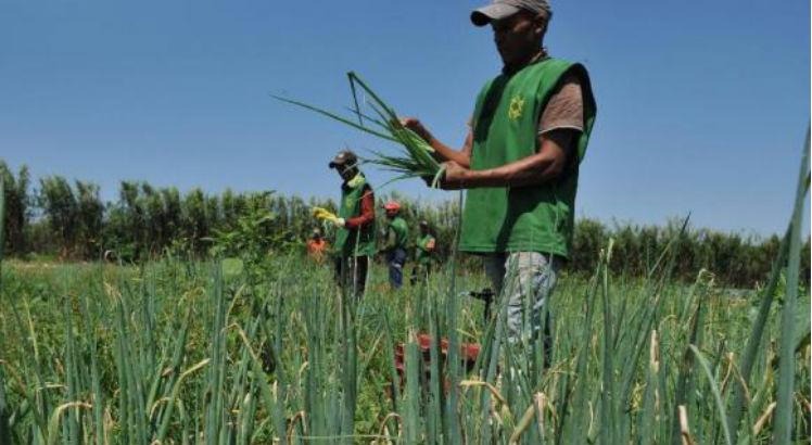 Novo sistema disponibiliza chamadas públicas para agricultura familiar